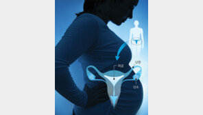 [단독]‘뇌사자 자궁’ 이식 10개월째 정상…시험관 시술로 임신 시도