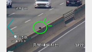 고속도로 통제 시킨 고양이 한 마리… ‘트래픽 브레이크’ 작동