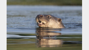 부산 도심 한복판에 수달이?…“인근 아파트로 사라져”