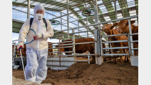 럼피스킨 발생 당진·충주, 선별적 살처분으로 전환