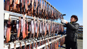 청어 말려 만들어야 원조 과메기 