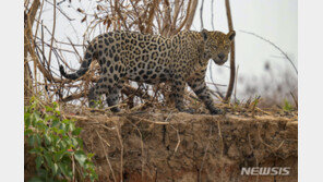 브라질 폭염으로 세계최대 습지 “산불 지옥”…재규어·인간 모두 위험