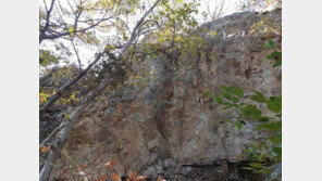 버섯 채취하려다 5m 절벽 아래 추락한 70대…골반 등 골절상