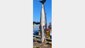 양양 인구해변서 4m 길이 밍크고래 혼획…불법포획 흔적 없어