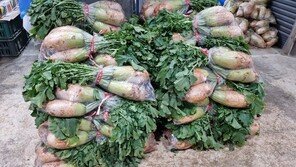 김장철 코앞인데 ‘홍갓’서 기준치 초과 농약 검출