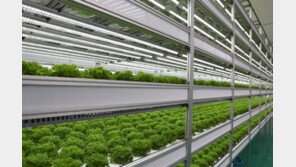 농심, ‘푸드 테크’ 기업 변신… 중동에 딸기 스마트팜 기술 공급 