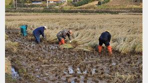 80대 농부 때놓친 벼베기, 온 마을이 낫 들고 도왔다