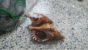 나팔고둥, 이거 잡으면 벌 받아요…경매장에 멸종위기종