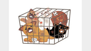 대신 보살핀다더니…위탁 동물 수십마리 살해한 보호소 관계자 재판행