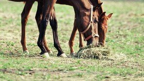 허위 서류로 ‘말 안락사’ 보조금 8000여만원 챙긴 승마장 적발