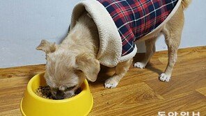 방부제 넣고 ‘무방부제’ 광고…공정위, 펫사료 업체 6곳 적발