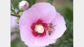 꿀벌이 돌아온다…아까시꿀 생산량 평년比 51% ↑