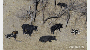 美 북부 지역까지 위협하는 캐나다 야생 멧돼지…“퇴치 어려워”