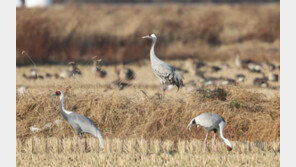 “올해도 또 왔어요” 반가운 겨울 철새 검은목두루미