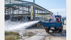 럼피스킨 일주일째 잠잠…항체 형성기 3주 지나 안정세