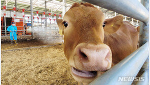 한우값 13개월째 뚝…내년 18% 폭락 조짐