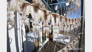 오징어 어획량 전년比 40% 급감…어가 경영난 심각