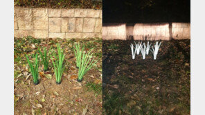  네오그린, 사업다각화 지원 사업 통해 ‘빛 반사 식물 풀잎’ 개발