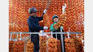 초매식 앞두고 곶감 손질 