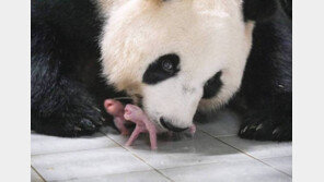 에버랜드 쌍둥이 판다 탄생 모습 美타임지 ‘올해의 100대 사진’ 선정