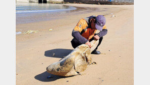 ‘홍어의 고장’ 흑산도에 37년만에 고래가 돌아왔다