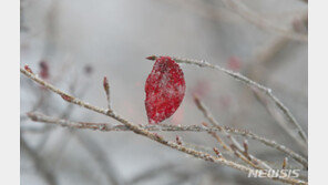 [날씨]오늘부터 추위 한풀 꺾여…낮 기온 6~14도로 포근