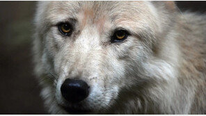 키우던 ‘늑대개’에 물려…美서 생후 3개월 남아 사망