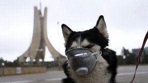 美서 폐렴 유발하는 ‘정체불명’ 개 호흡기질환 확산