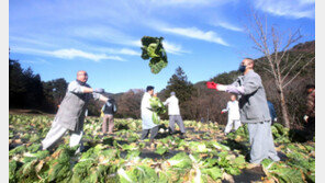 “번뇌는 날리고 배추만 받으세요” 