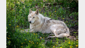 가정집에서 늑대개 키우다가 3개월 아이 물려 사망