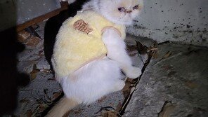 진주 곳곳서 ‘품종묘’ 집단유기…동물단체, 경찰수사 의뢰 예정