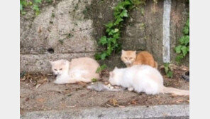 진주서 고가 고양이 20여마리 유기… 번식장서 유기 추정