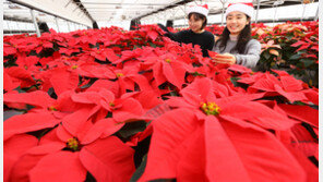 포인세티아가 물들면 성탄절 분위기 물씬