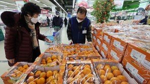 감귤 가격 1년새 23% ‘껑충’ 