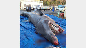 포항 앞바다서 길이 7m 돌묵상어 잡혀…신고 대상 아니어서 어민이 처리