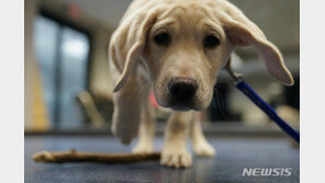 애견 유튜버 기내 규정 위반 논란…“지긋지긋”vs“허위사실”