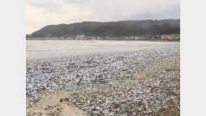 日 홋카이도 연안 덮은 물고기 사체…“원인 불명, 가져가지 마라” (영상)