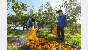냉해·탄저병에 가격 5배 껑충…“대봉감 맛보기 힘드네”