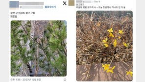 “부산에 벚꽃, 창원에 개나리”…역대급 기온상승에 봄꽃 개화 목격담 속속