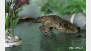 대서양 연어 4분의1로 줄었다…“온난화로 멸종위기종 증가”