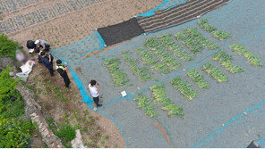 양귀비 전과자 양산 막는다…“50주 이상 재배해야 처벌”