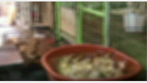 ‘전기 쇠꼬챙이’ 사용… 불법 개 도살 현장 적발