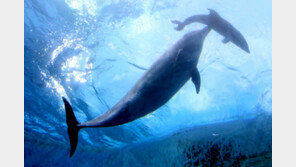 수족관 돌고래 신규 보유 내일부터 금지된다…돌고래쇼서 올라타기·만지기도 제한