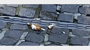 아파트 창밖으로 치킨 던진 초등학생…행인 전치 2주