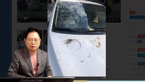 까마귀떼가 車에 음식물 쓰레기 테러…보닛 식탁 삼아 ‘콕콕’