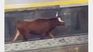 “전철역 난입한 황소 탓에 지각”…美 출근길 황당 소동 (영상)