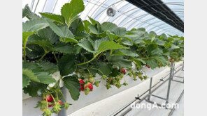 매일홀딩스 상하농원, 딸기체험과 사진영상 공모전 진행