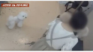 애견 미용실서 ‘퍽퍽’ 강아지 학대… ‘공분’