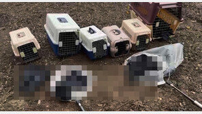 제주서 떼까마귀 130여마리 땅에 추락…“독극물 추정”