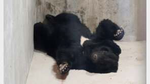 당진 송악읍 석포리 곰사육농장서 곰 1마리 탈출…엽사가 사살